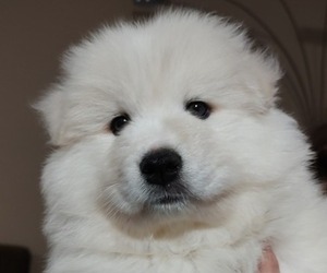 Samoyed Puppy for sale in CANAL WINCHESTER, OH, USA
