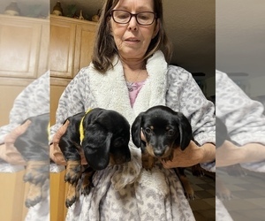 Dachshund Puppy for Sale in LAKE ALFRED, Florida USA