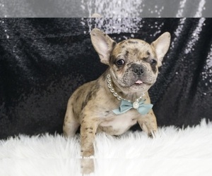 Medium French Bulldog