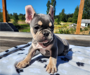 French Bulldog Puppy for sale in SEATTLE, WA, USA