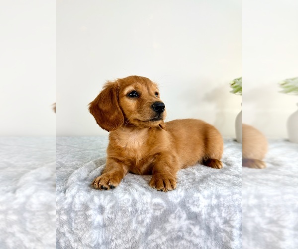 Medium Photo #6 Dachshund Puppy For Sale in GREENFIELD, IN, USA