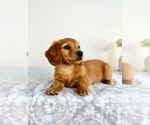 Small #5 Dachshund