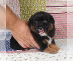 Small #3 Miniature Australian Shepherd
