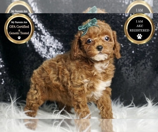 Medium Photo #99 Poodle (Miniature) Puppy For Sale in WARSAW, IN, USA