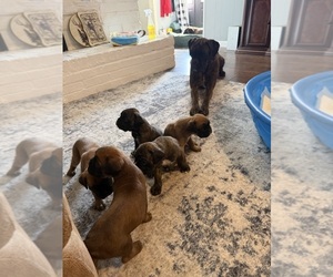 Boxer Litter for sale in ANTLERS, OK, USA