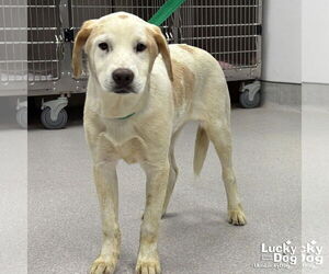 Labrador Retriever-Unknown Mix Dogs for adoption in Washington, DC, USA