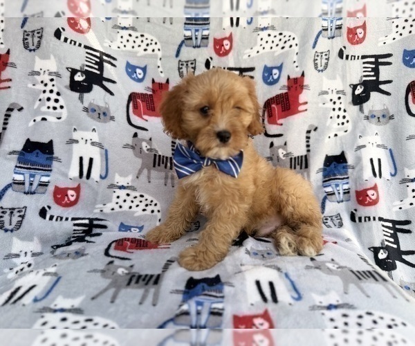 Medium Photo #9 Cavapoo (Miniature) Puppy For Sale in LAKELAND, FL, USA