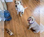 Small #25 American Pit Bull Terrier Mix