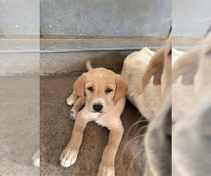 Labrador Retriever Puppy for sale in WARRENTON, MO, USA