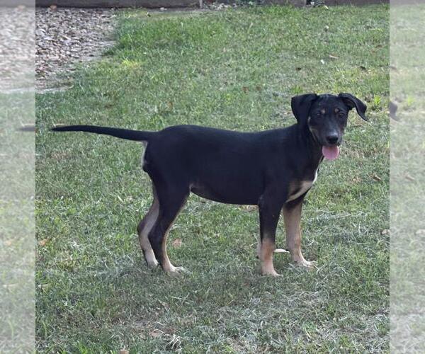 Medium Photo #4 German Shepherd Dog-Unknown Mix Puppy For Sale in Yardley, PA, USA