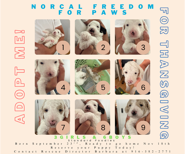 Medium Photo #1 Poodle (Standard) Puppy For Sale in Rancho Cordova, CA, USA