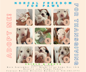 Poodle (Standard) Dogs for adoption in Rancho Cordova, CA, USA