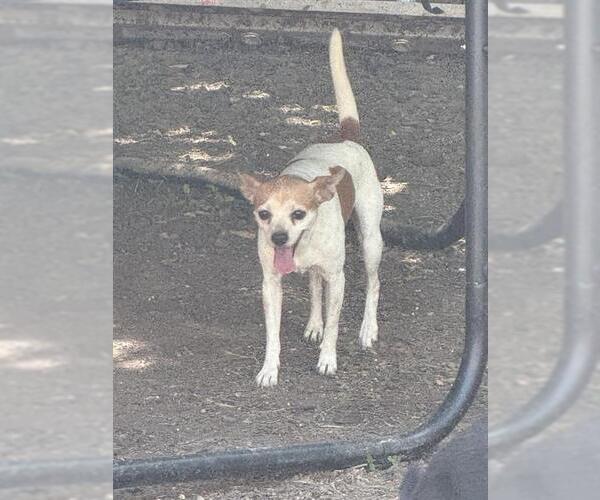 Medium Photo #1 Mutt Puppy For Sale in San Antonio, TX, USA