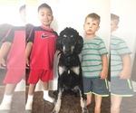 Small Photo #1 Goldendoodle-Poodle (Standard) Mix Puppy For Sale in FLOYD, IA, USA