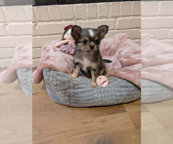 Medium Photo #1 Chihuahua Puppy For Sale in MIDLAND, TX, USA