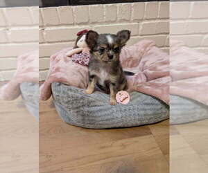 Chihuahua Puppy for sale in MIDLAND, TX, USA