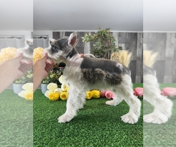 Medium Photo #3 Schnauzer (Miniature) Puppy For Sale in CANOGA, NY, USA