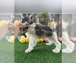 Small #2 Schnauzer (Miniature)