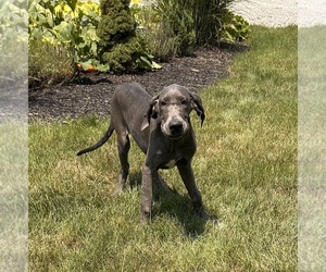 Great Dane Puppy for sale in MIDDLEBURY, IN, USA