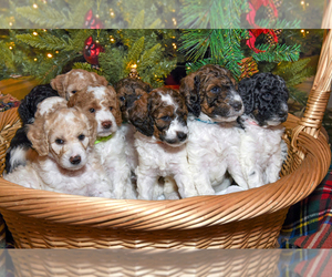 Goldendoodle Puppy for sale in IDAHO FALLS, ID, USA