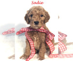 Small Photo #44 Goldendoodle Puppy For Sale in DEMOPOLIS, AL, USA
