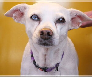 Jillie - Female Chihuahua-Unknown Mix Dog for Adoption - Photo #14