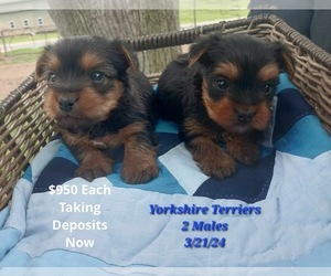 Yorkshire Terrier Litter for sale in TOPEKA, IN, USA