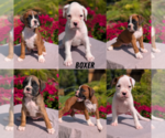 Small #1 Boxer