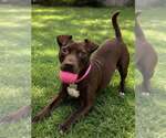 Small #2 Labrador Retriever Mix