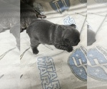 Small Photo #49 French Bulldog Puppy For Sale in TRENTON, TX, USA