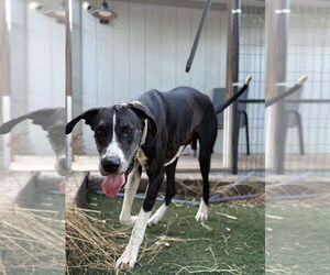 Great Dane Dogs for adoption in Bullard, TX, USA