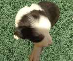 Small #1 Australian Shepherd