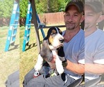 Puppy Puppy 1 yellow Basset Hound