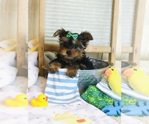 Yorkshire Terrier Puppy for sale in MANKATO, MN, USA