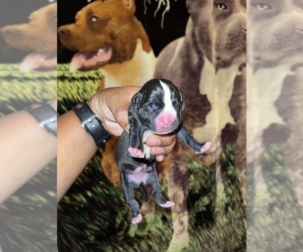 Medium Photo #11 American Pit Bull Terrier Puppy For Sale in TRENTON, NJ, USA