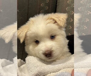Goberian Dogs for adoption in Cumming, GA, USA