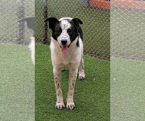 Binx - Female Border Collie-Unknown Mix Dog for Adoption - Photo #2