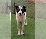 Small Photo #2 Border Collie-Unknown Mix Puppy For Sale in Highland, IL, USA