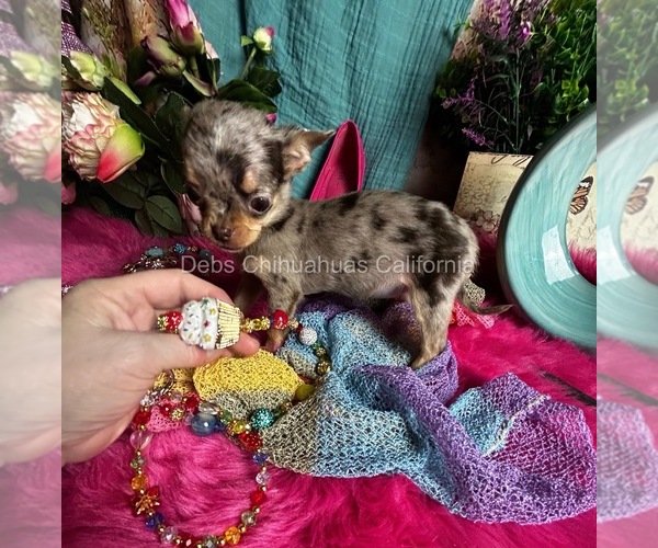 Medium Photo #9 Chihuahua Puppy For Sale in TRACY, CA, USA