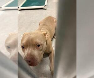 Mutt Dogs for adoption in Rosenberg, TX, USA