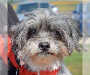 Shih Tzu Dogs for adoption in Huntley, IL, USA