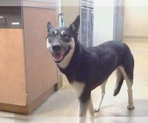 Gerberian Shepsky Dogs for adoption in Sacramento, CA, USA
