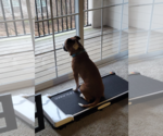 Small #18 American Staffordshire Terrier-Boxer Mix