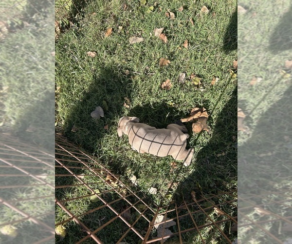 Medium Photo #11 Boston Terrier Puppy For Sale in ATWOOD, OK, USA