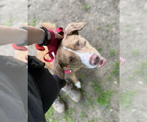 AC - Sarge - Male Australian Shepherd-Catahoula Leopard Dog Mix Dog for Adoption - Photo #4