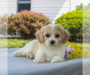 Cavachon Puppy for sale in NARVON, PA, USA