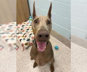 Medium Doberman Pinscher