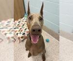 Small Doberman Pinscher