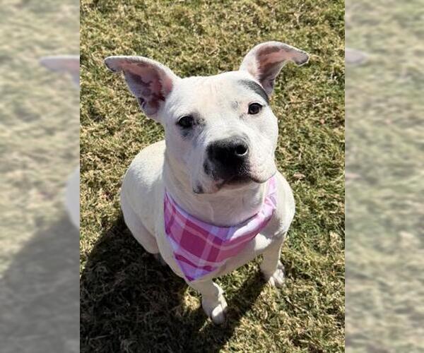 Medium Photo #1 Mutt Puppy For Sale in Tulsa, OK, USA