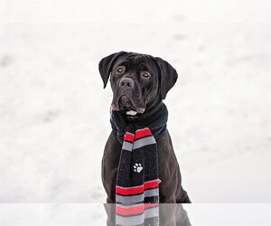 Marvel - Female Mutt Dog for Adoption - Photo #8